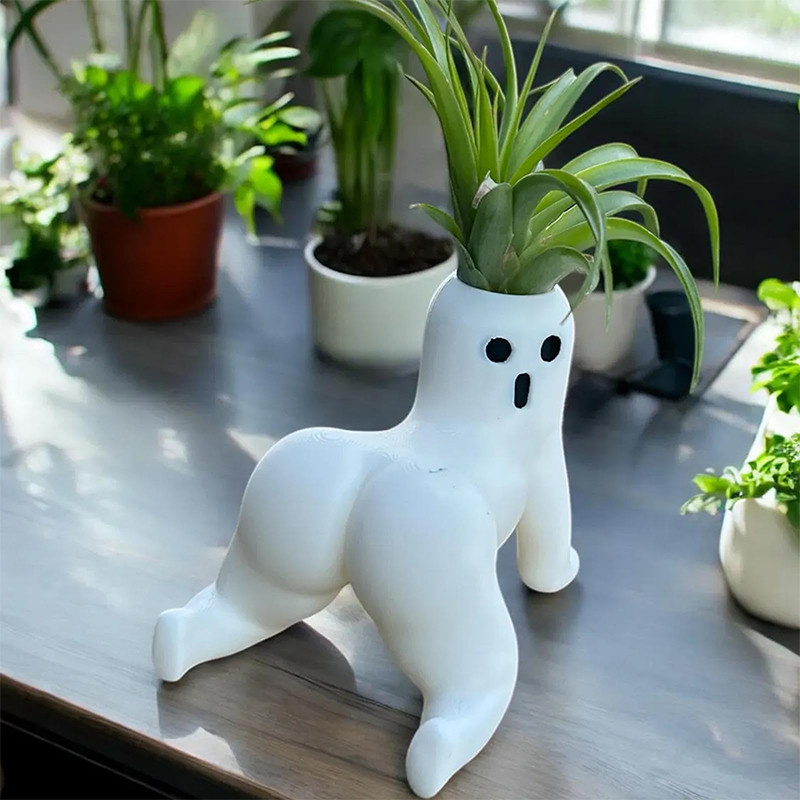 Grappige Big Booty Ghost Plant - Echeveria Succulent recensie en prijs